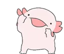 axolotl axolotl