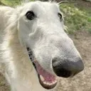 borzoi_reaction borzoi_reaction