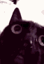 catto Discord emoji