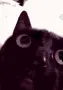 catto