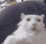 catzoom Discord emoji