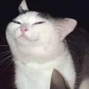 catsmug