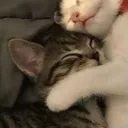 hugcat