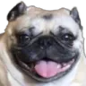 pug