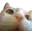 cat_lurk