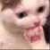 cat_bite