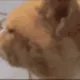 huh