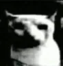 doomedcat