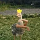 DancingGoose