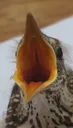 birb_screm
