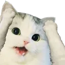 CattoWhatTheMeow
