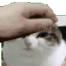 pusbalpet
