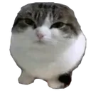 meme_Wawacat