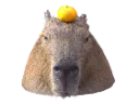 capybara1