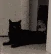 Cattaken