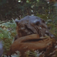 ewok_praise Discord emoji