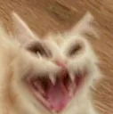 demoncat