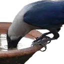 crowwater