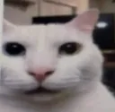 whatCat