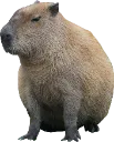 CapybaraSit