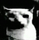 bruhcat2