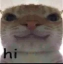 cat_hi