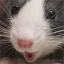 ratPOG