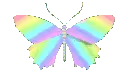 butterfly butterfly