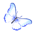 indigobutterfly