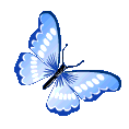 darkbluebutterfly