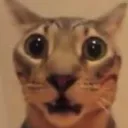 WHAT
