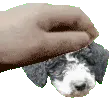 PETTHEREGGIE