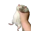 ratshake