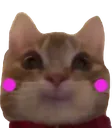cat_flush cat_flush