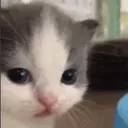 cat_hehewhat cat_hehewhat