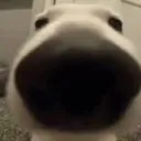 Snort