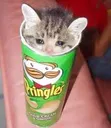 pringle pringle