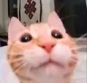 CatNeutral
