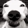 doggrin