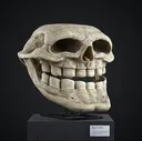 skull6