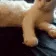 cat_shake