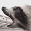 raccoonRAGE