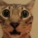 catemoji