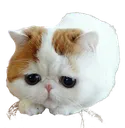 Cat2 cat2 Discord Emoji