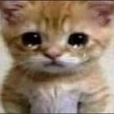 SadCat Discord emoji