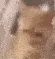 screaminglowqualitycat screaminglowqualitycat