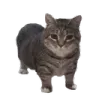 CatMeanie Discord emoji