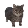CatMeanie