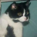 Kot kot Discord Emoji