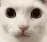 kucing_menatap